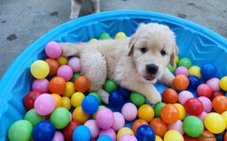 Golden Retriever dogs for sale: 7 Litter Of Golden Retrevier Pups Ready Now. - Image 9