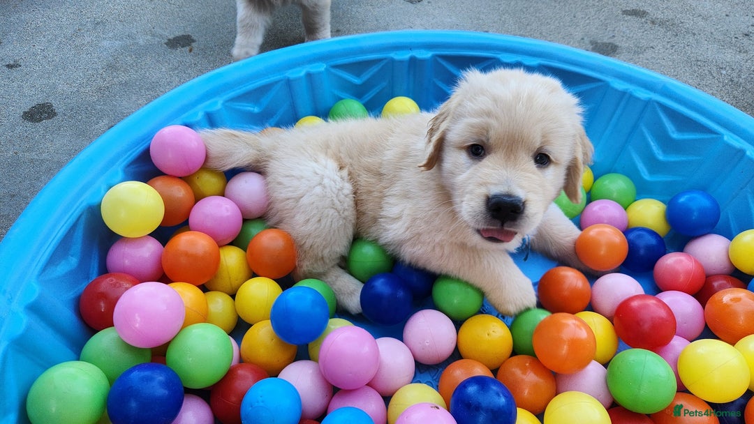 Golden Retriever dogs for sale: 7 Litter Of Golden Retrevier Pups Ready Now. - Image 9