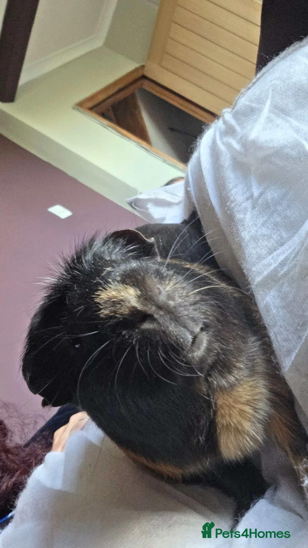 Guinea Pig rodents for sale: 2 Guinea pigs for rehoming in Bristol - Advert 3
