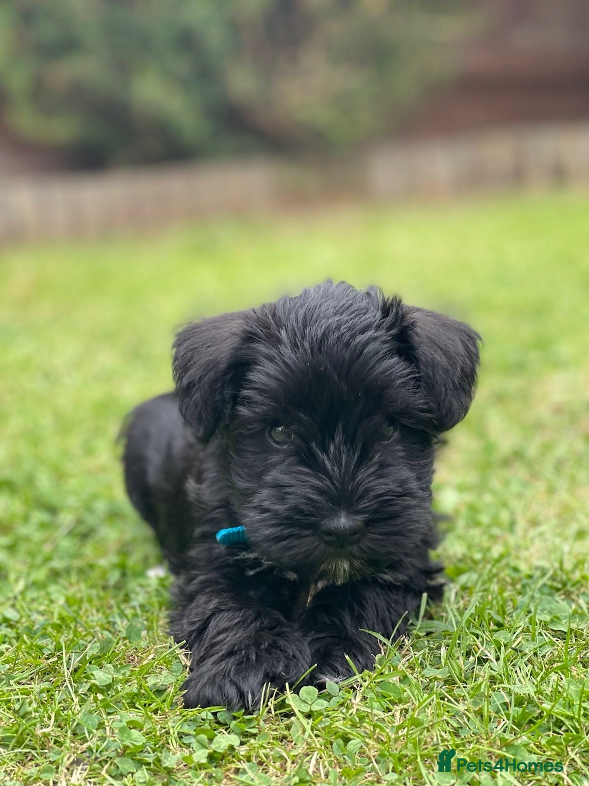 Miniature Schnauzer dogs KC Black Miniature schnauzers  - Advert 2