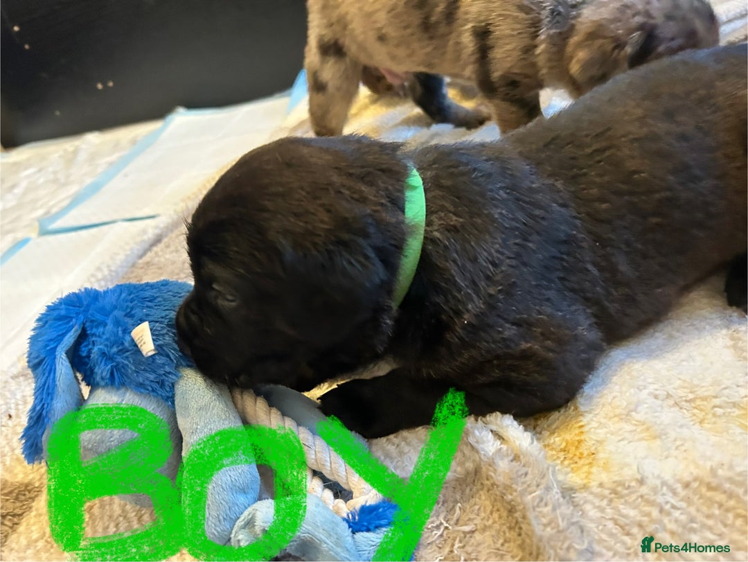 Mixed Breed dogs for sale: Rottie Corso for sale  - Image 6