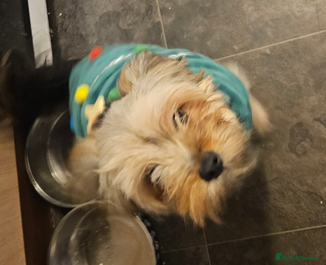 Mixed Breed dogs for sale: Shihpoo x Pomeranian girl available - Advert 2