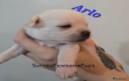 Mixed Breed dogs for sale: F1 Malchi puppys from health tested parents  - Image 18