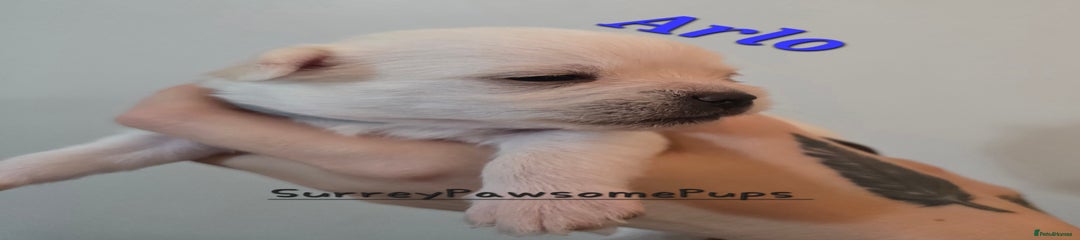 Mixed Breed Puppy 3
