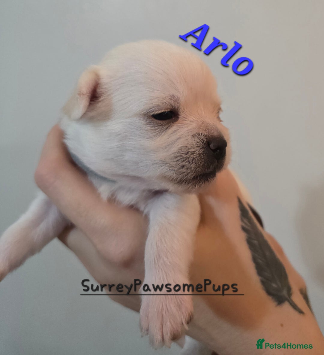 Mixed Breed dogs for sale: F1 Malchi puppys from health tested parents  - Image 18