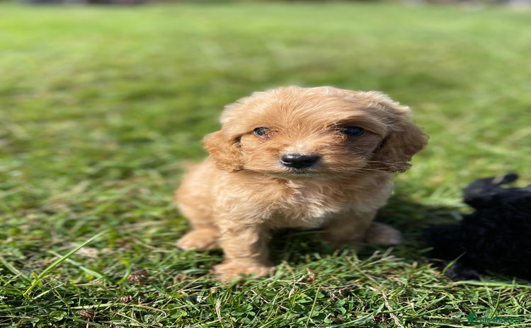 Cockapoo dogs - Advert 4