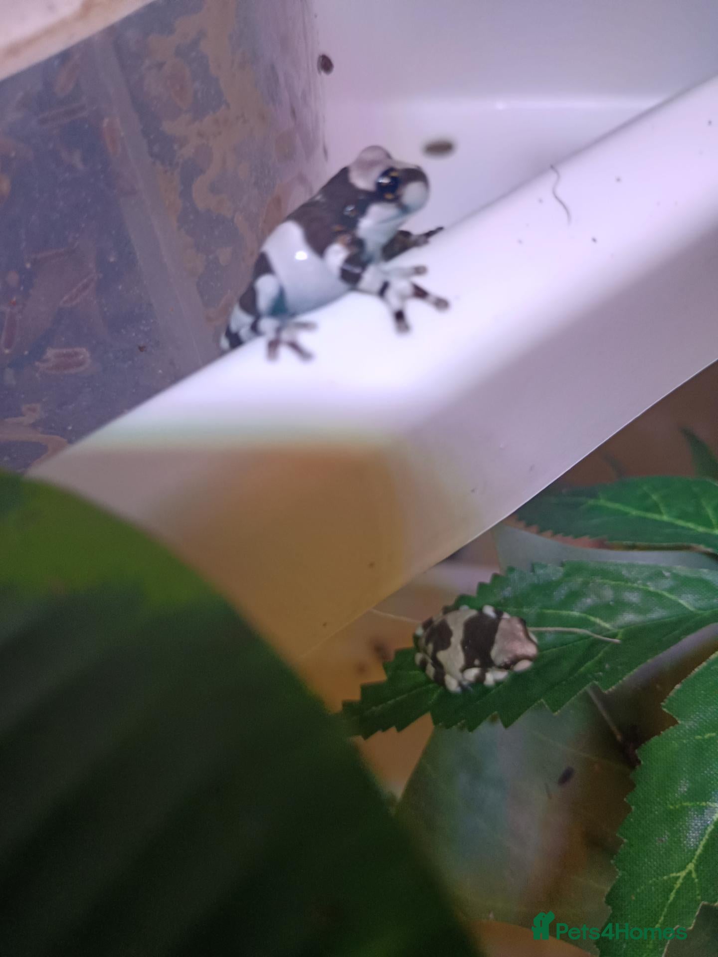 Frog reptiles Amazon milk frogs - Advert 4