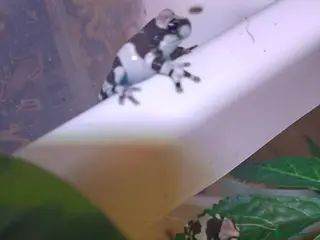 Frog reptiles Amazon milk frogs - Advert 4