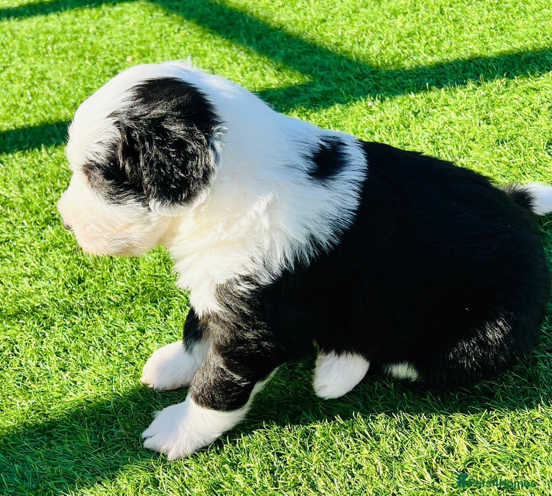 Sheepadoodle dogs for sale: Sheepadoodle Puppies -4 Female, 3 Male - Image 21