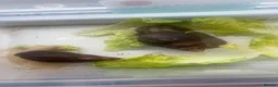 Snails invertebrates for sale: Two African land snails  in Leek - Advert 2