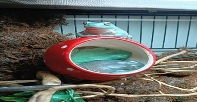 Frog reptiles in Tiverton - Advert 1