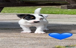 Jack Russell dogs for sale: Traditional MALE Jack Russell  - Image 3
