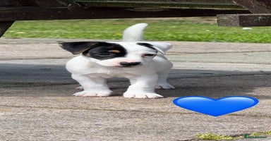 Jack Russell dogs - Advert 2