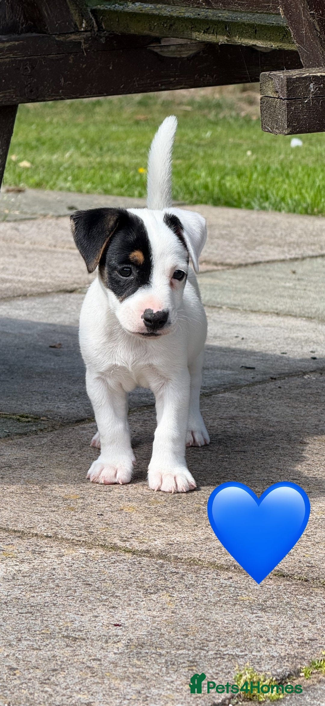 Jack Russell dogs for sale: Traditional MALE Jack Russell  - Image 3