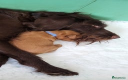 Labradoodle dogs for sale: Beautiful, Well Bred F1b Labradoodle Puppies - Image 11