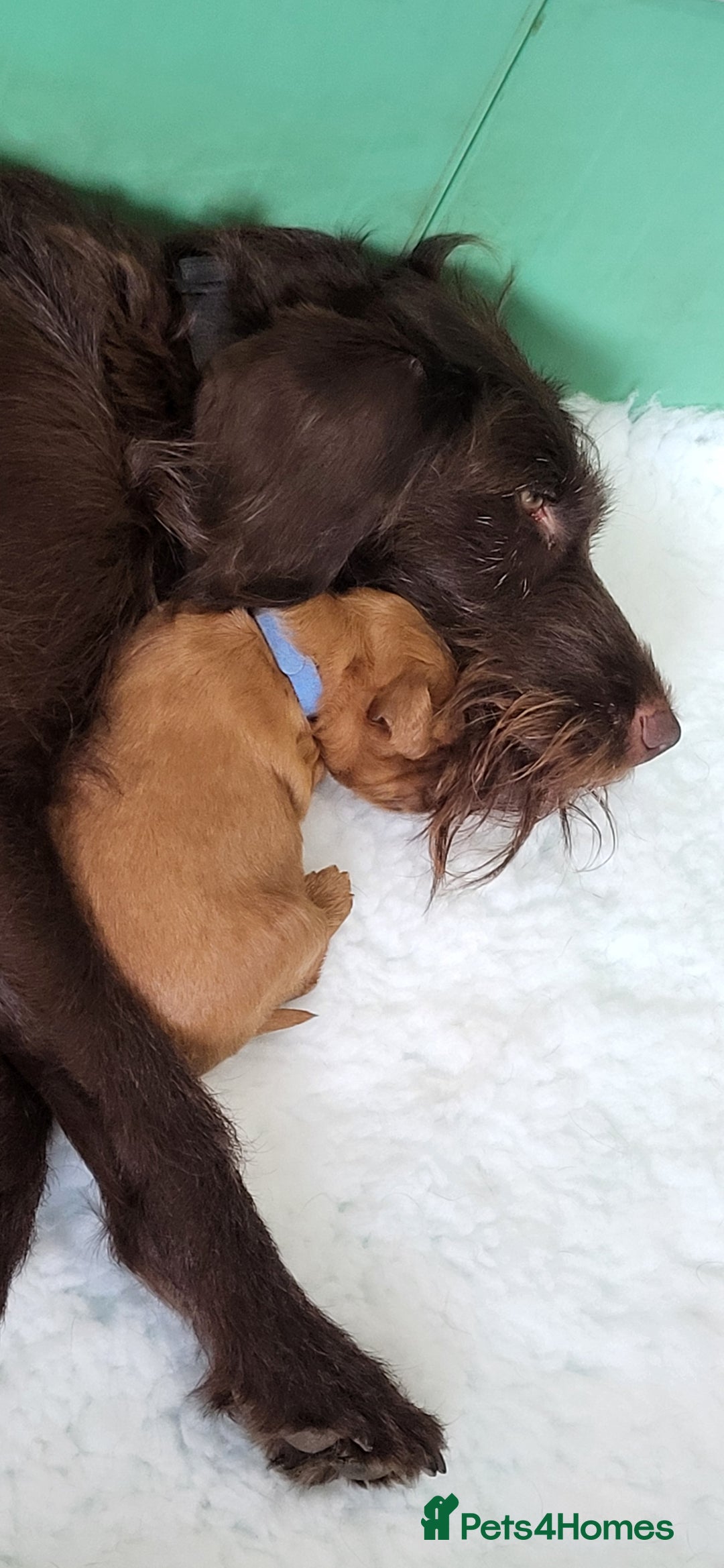 Labradoodle dogs for sale: Beautiful, Well Bred F1b Labradoodle Puppies - Image 11