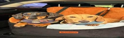 Dachshund dogs for sale: Beautiful Smooth hair dapple girl  - Advert 4