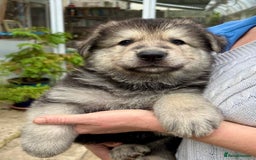 German Shepherd dogs for sale: Adorable GSD pups, straight back line, KC reg - Image 28