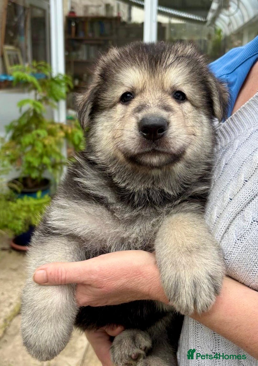 German Shepherd dogs for sale: Adorable GSD pups, straight back line, KC reg - Image 28