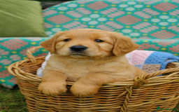 Golden Retriever dogs for sale: 🐾 KC Registered Golden Retriever Puppies 🐾 - Image 12