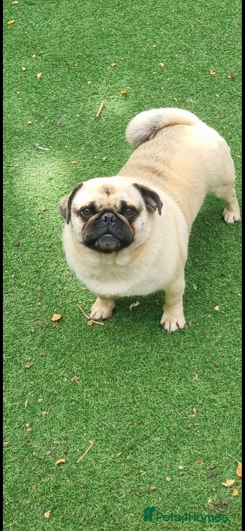 Pug dogs Male pugs looking for new home - Advert 2