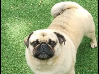 Pug dogs Male pugs looking for new home - Advert 2