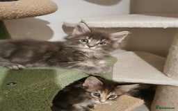Maine Coon cats for sale: Full pedigree Maine Coon kittens for sale  - Advert 8