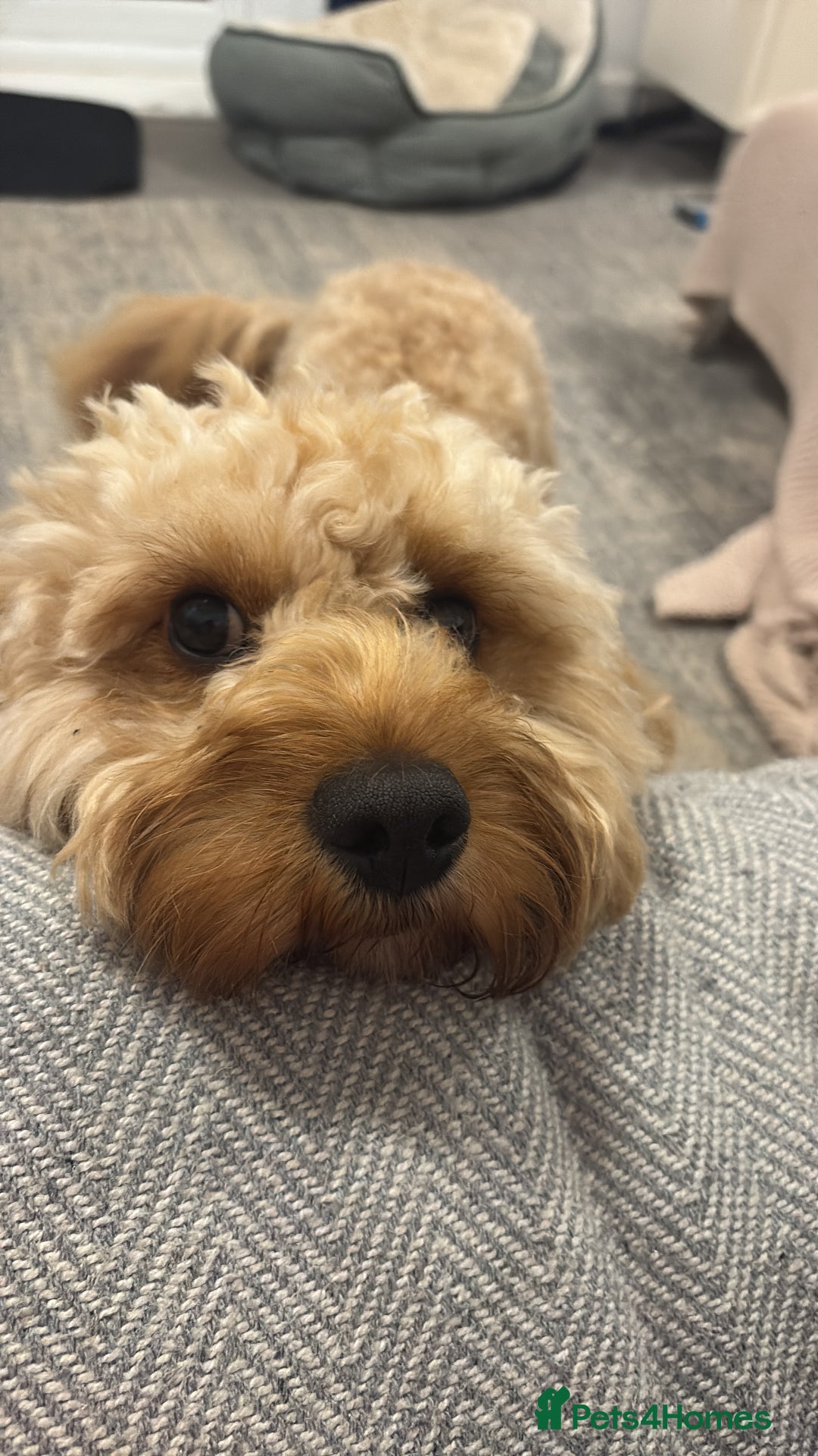 Bichon Frise dogs for stud: Proven F1 Cavapoo for stud - Advert 3