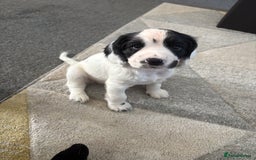 Cocker Spaniel dogs for sale: 🐾 3 KC Reg Blue Roan Cocker Spaniels for sale 🐾  - Image 10