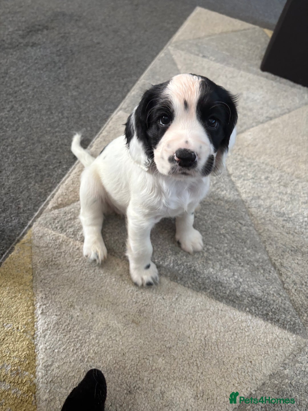 Cocker Spaniel dogs for sale: 🐾 3 KC Reg Blue Roan Cocker Spaniels for sale 🐾  - Image 10