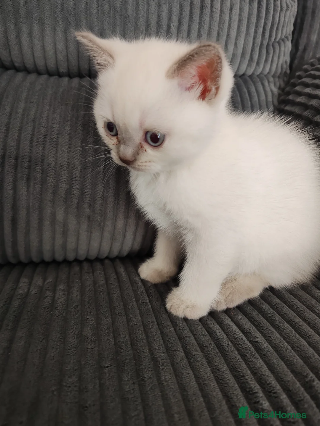 British Shorthair cats for sale: British shorthair kittens  - Advert 7