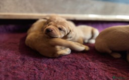 Labrador Retriever dogs for sale: Outstanding KC reg fox red Labrador puppies.  - Image 6