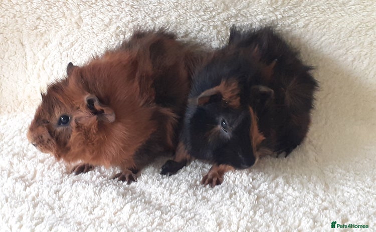 Guinea Pig rodents - Advert 3
