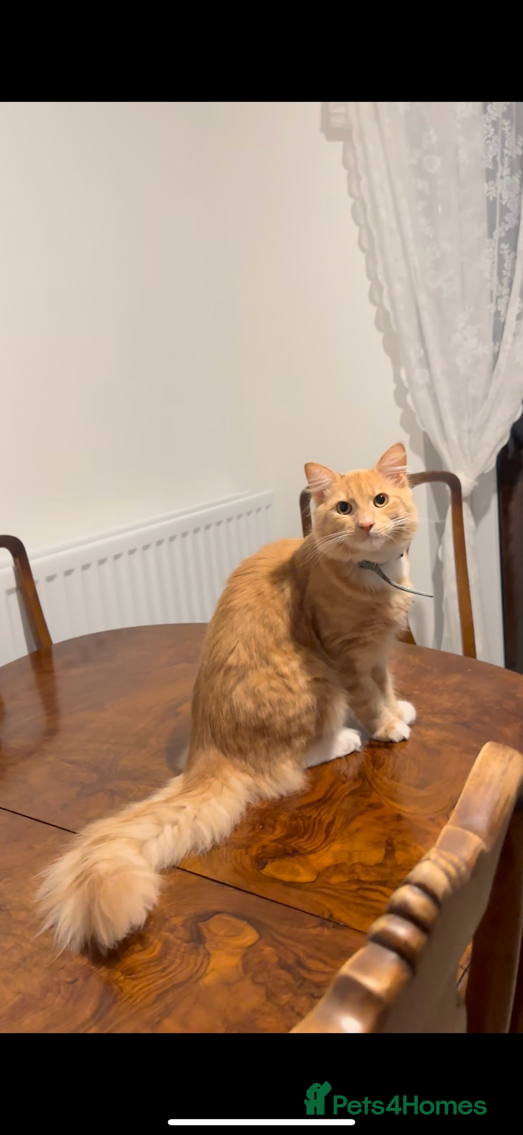 Mixed Breed cats for sale: Special needs cat for rehoming  - Advert 4
