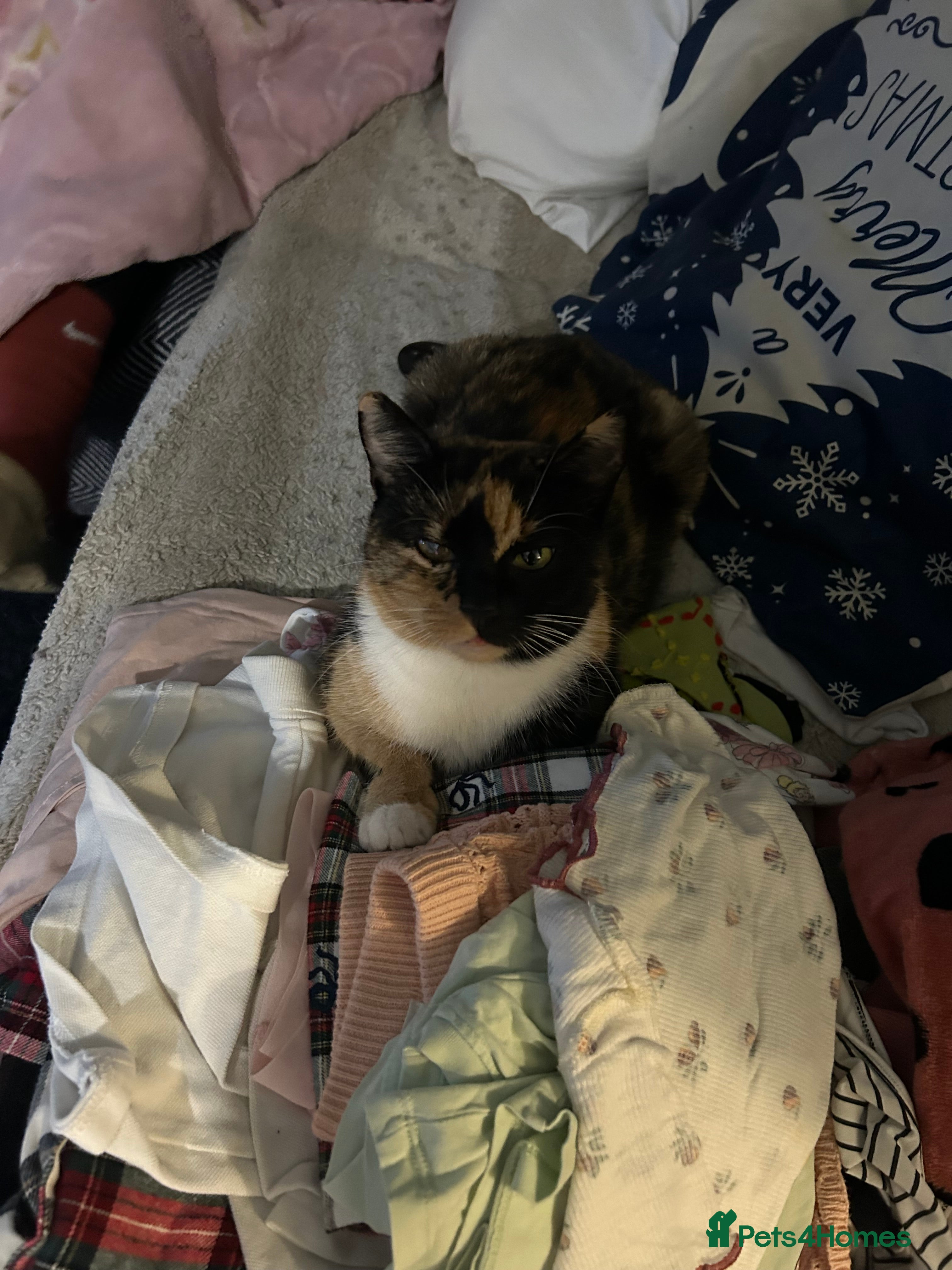 Mixed Breed cats Kittens for sale - Advert 18