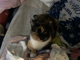 Mixed Breed cats Kittens for sale - Advert 4