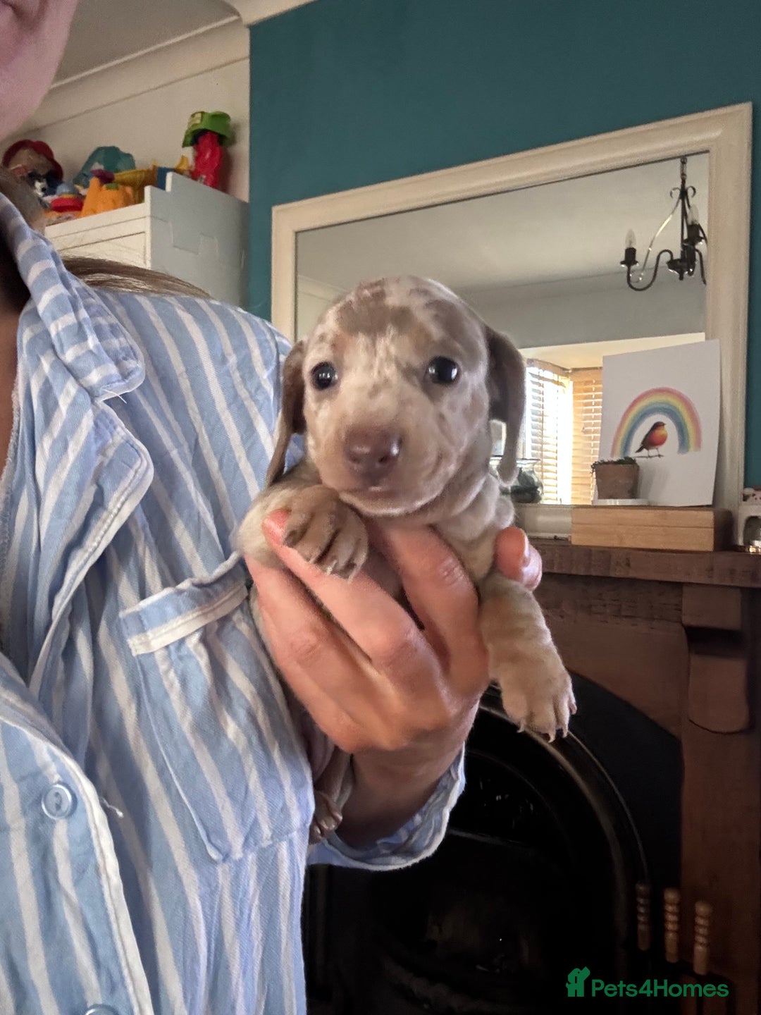 Miniature Dachshund dogs for sale: Mini dachshund Isabella dapple girls - Advert 2