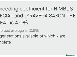 Cocker Spaniel dogs Fantastic show cocker boys extensively dna clear - Advert 17