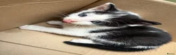Mixed Breed cats for sale: 4 adorable kittens available to be rehomed - Advert 12