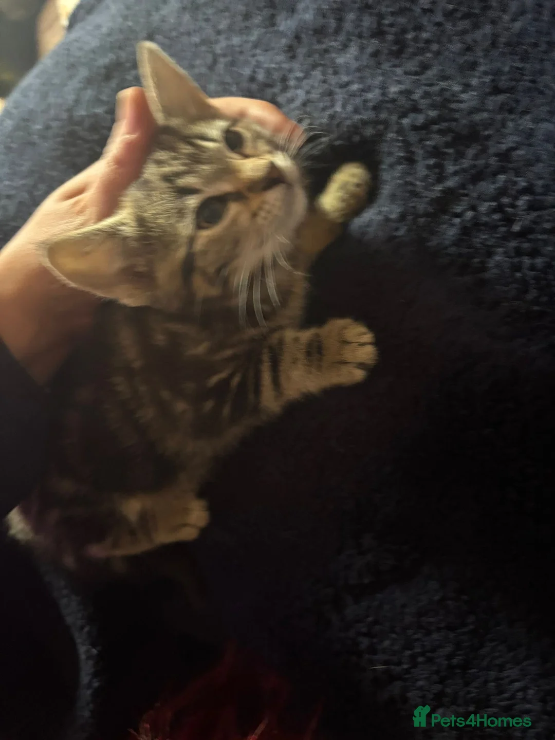 Mixed Breed cats for sale: Carol  - Advert 2