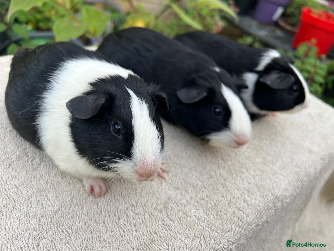 Guinea Pig rodents for sale: Sows/ Female Guinea pigs - Image 4