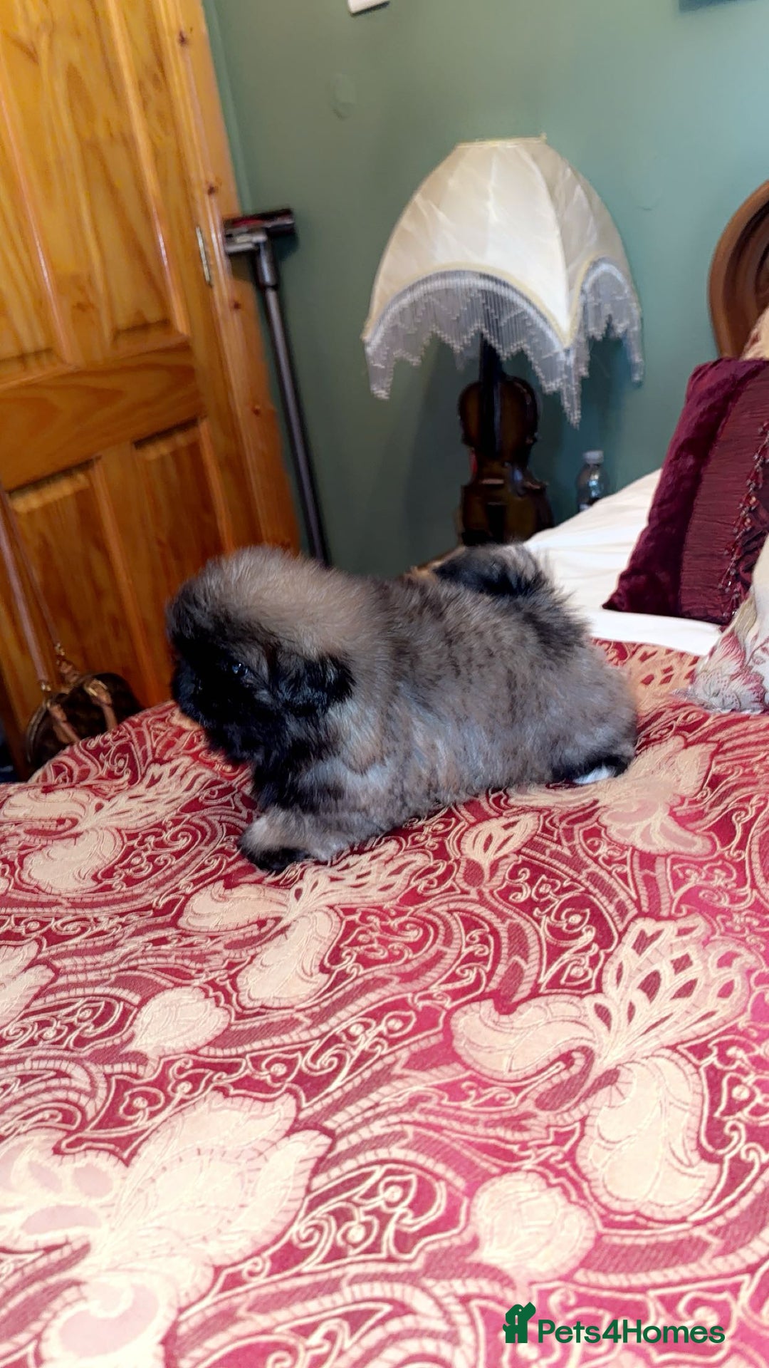 Pekingese dogs for sale: High quality Pekingese puppies  - Advert 4