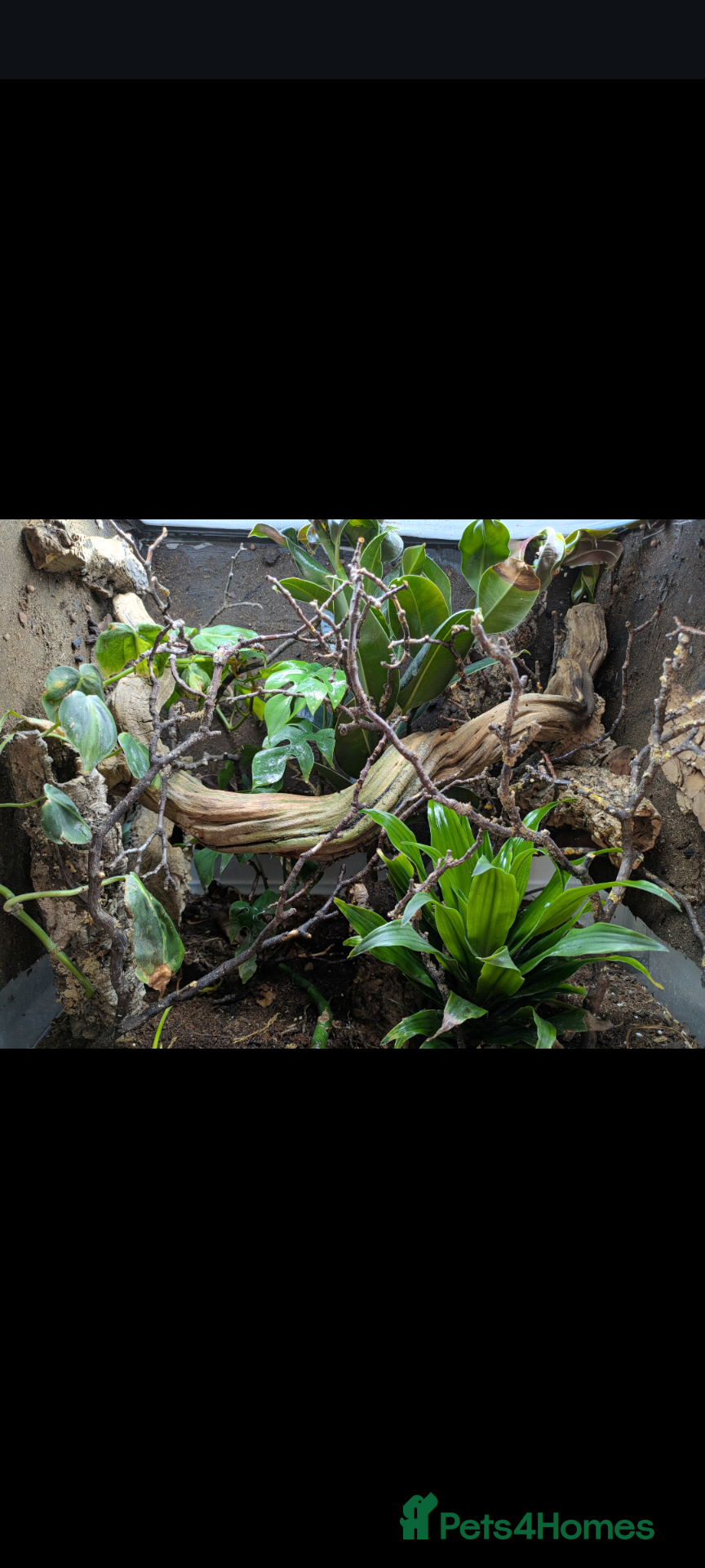 Anole reptiles Leopard Anoles (Anolis marmoratus marmoratus) - Advert 5