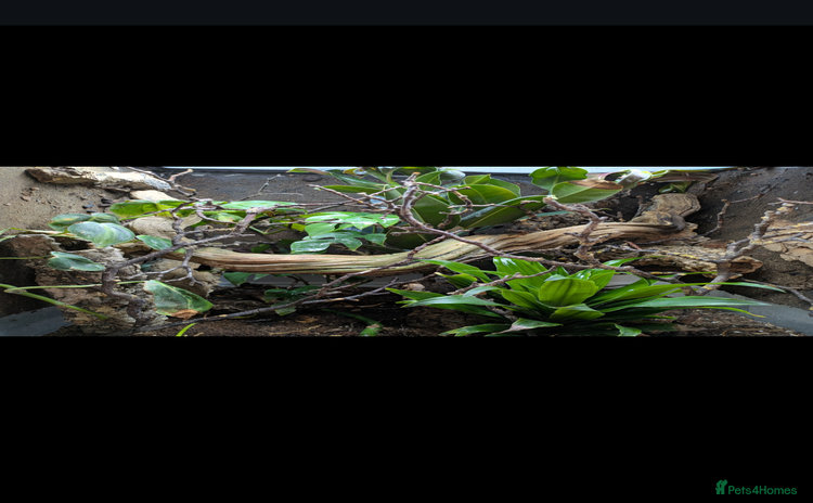 Anole reptiles - Advert 2