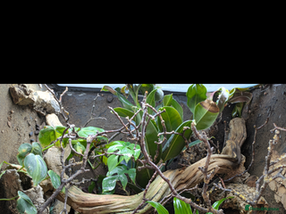 Anole reptiles for sale - Advert 1