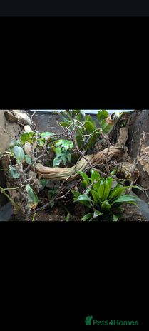 Anole reptiles - Advert 1