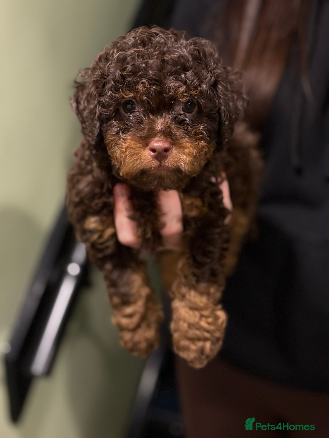 Shihpoo dogs for sale: Adorable F1B Shihpoo puppies ready NOW 🐾🐕🤍 - Image 5