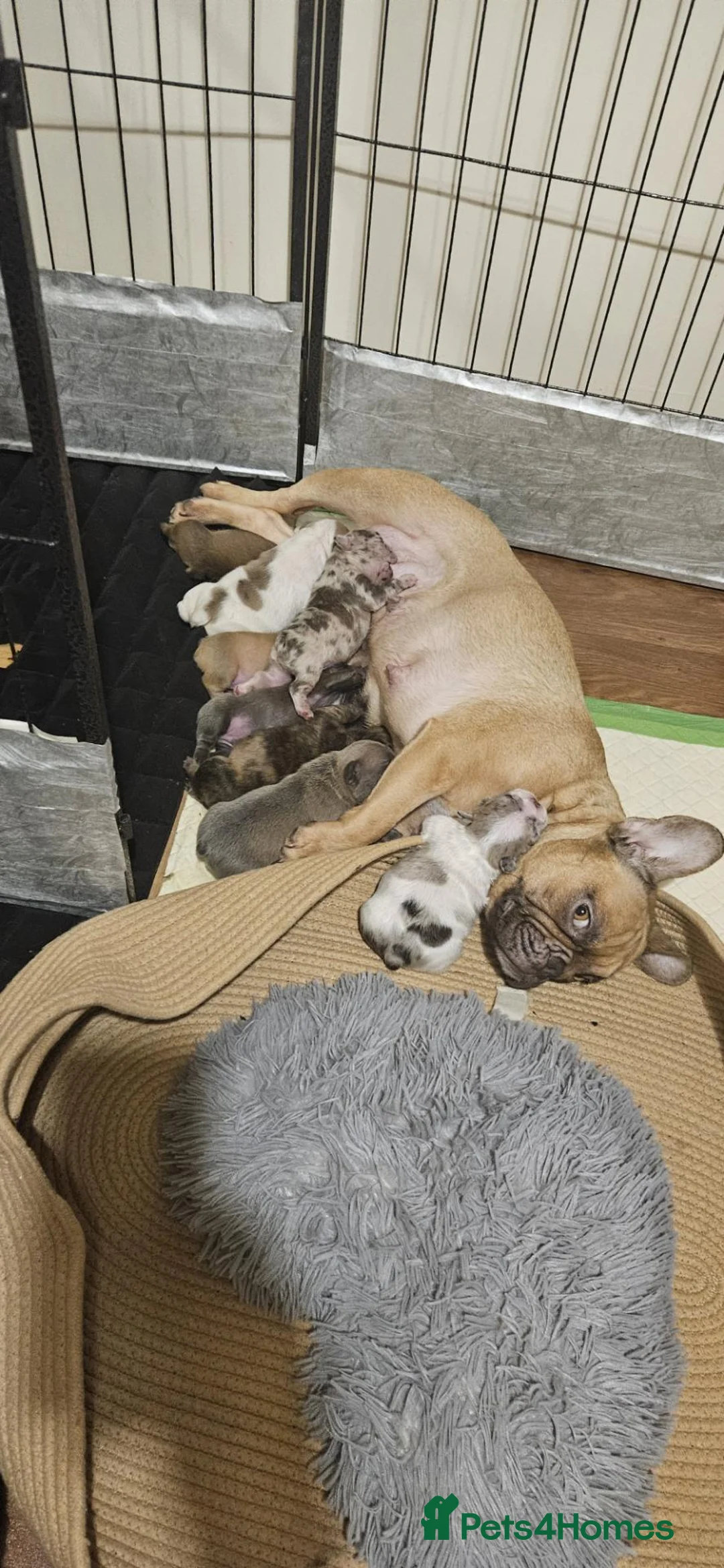 French Bulldog dogs for sale: Splendid French Bulldog Puppies For Sale - Advert 1