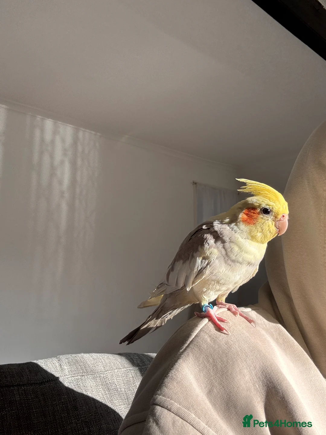 Cockatiels birds for sale: Tame Male Cockatiel (Under 1 Year)  - Advert 1