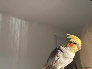 Cockatiels birds Tame Male Cockatiel (Under 1 Year) - Advert 2